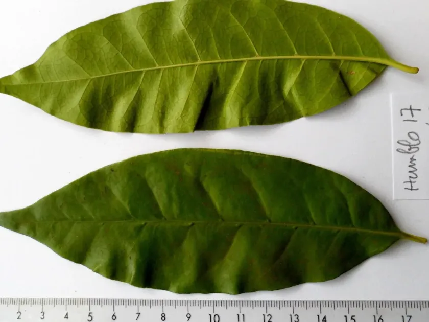 Coffea humblotiana