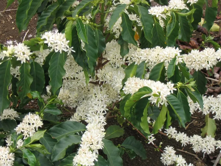 Coffea pseudozanguebariae