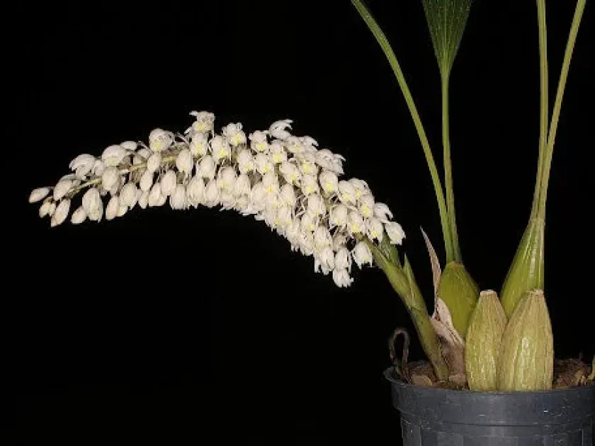 Coelogyne multiflora