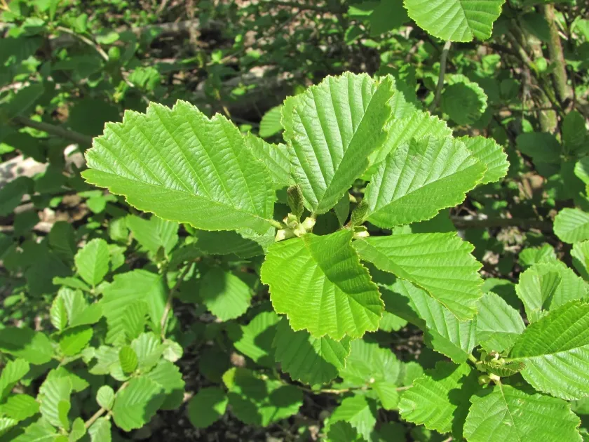 Caucasian alder