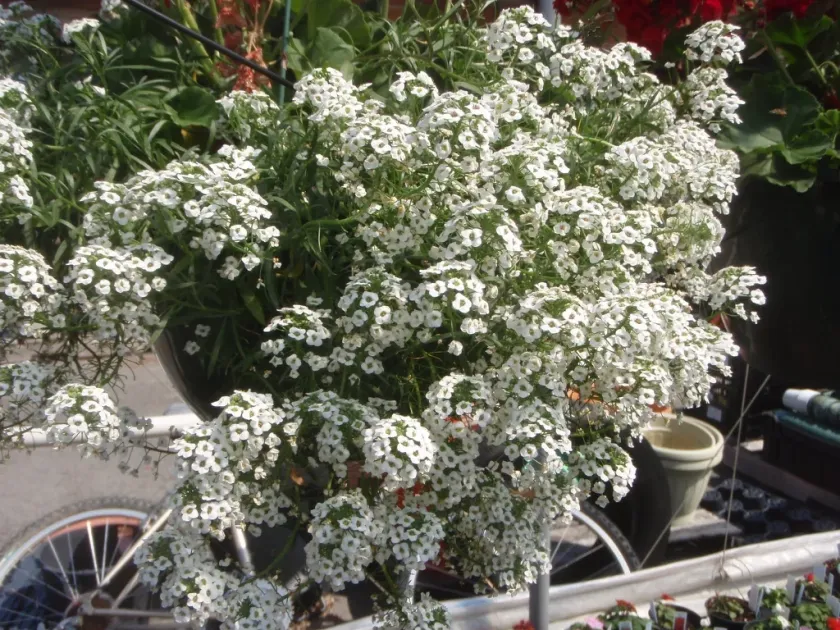 Lobularia maritima and Lobularia canariensis hybrids