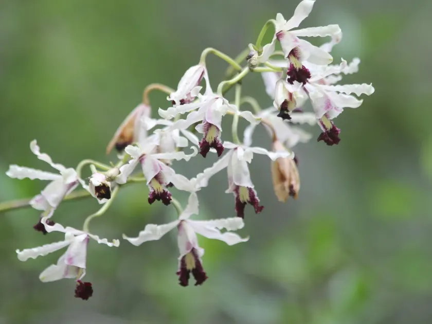 Myrmecophila thomsoniana