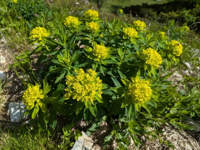 Austrian spurge