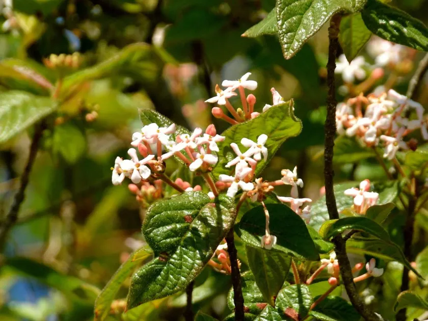 Guettarda uruguensis