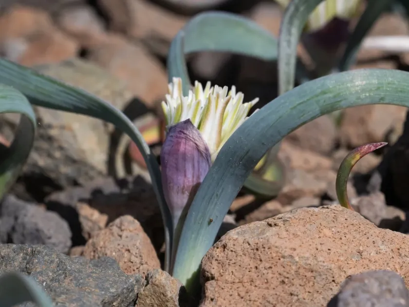 Small onion