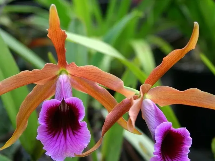 Cattleya tenebrosa