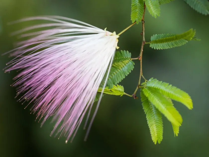 Calliandra selloi