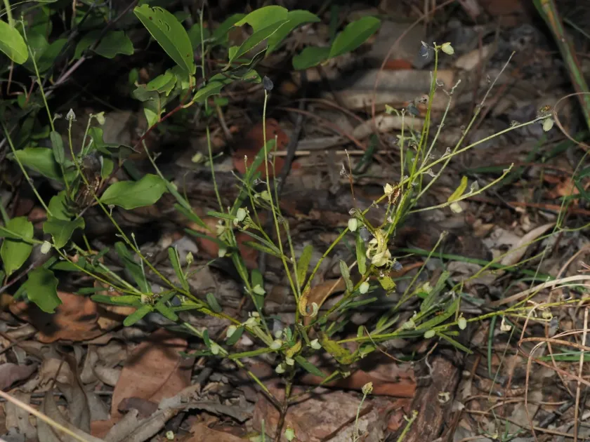 Crotalaria montana