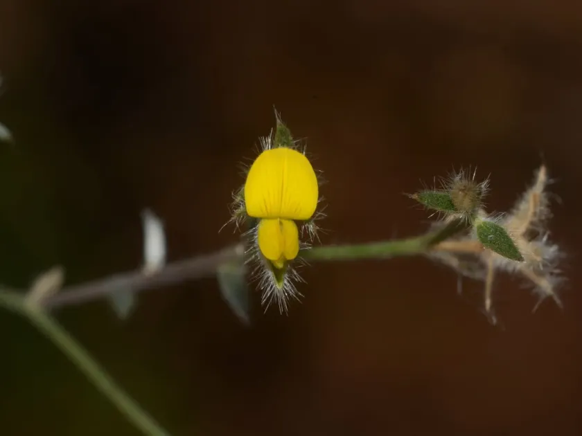 Кроталярія оріксенсіс