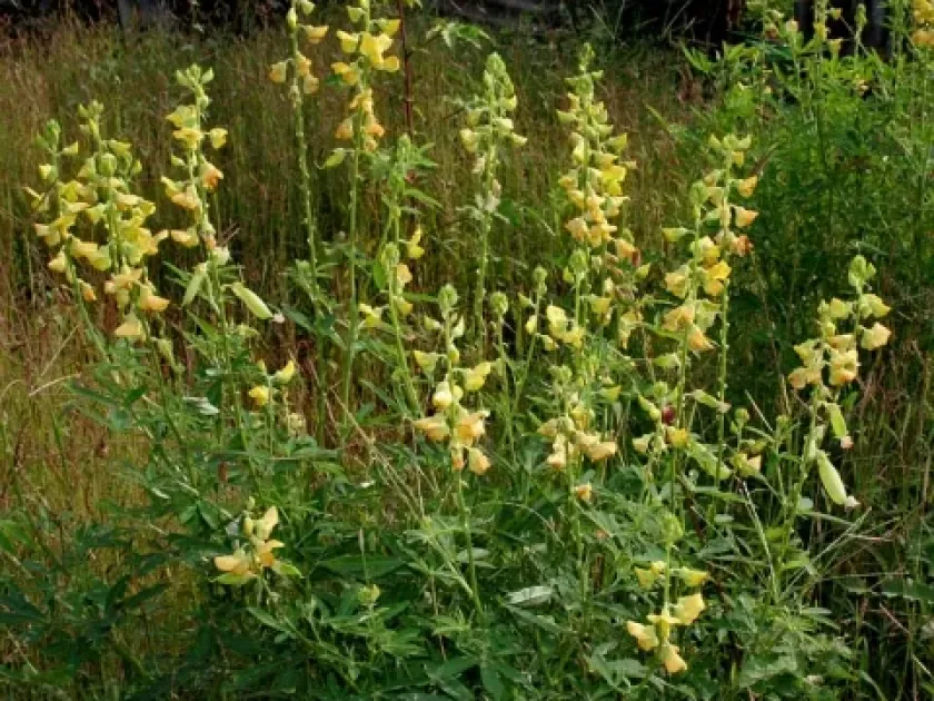 Crotalaria quinquefolia