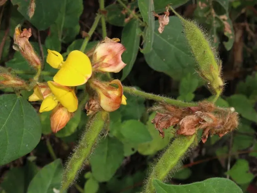 Dunbaria circinalis