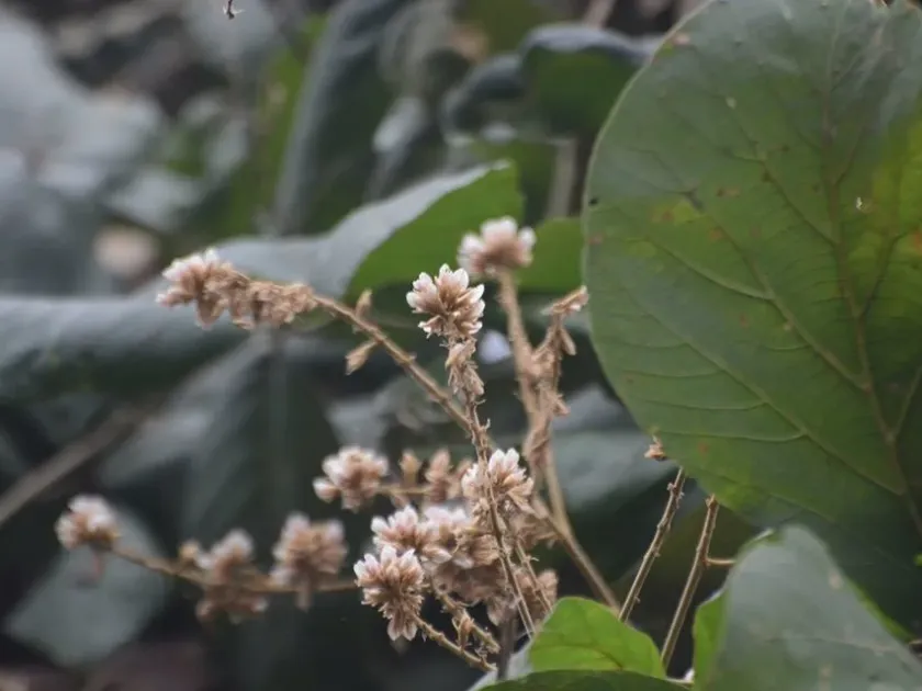 Spatholobus parviflorus