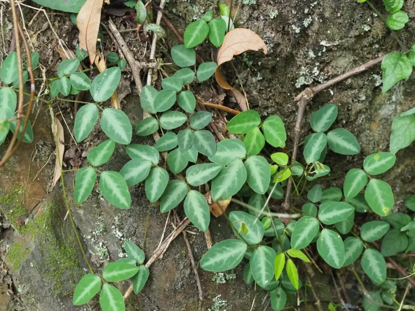 Dumasia villosa