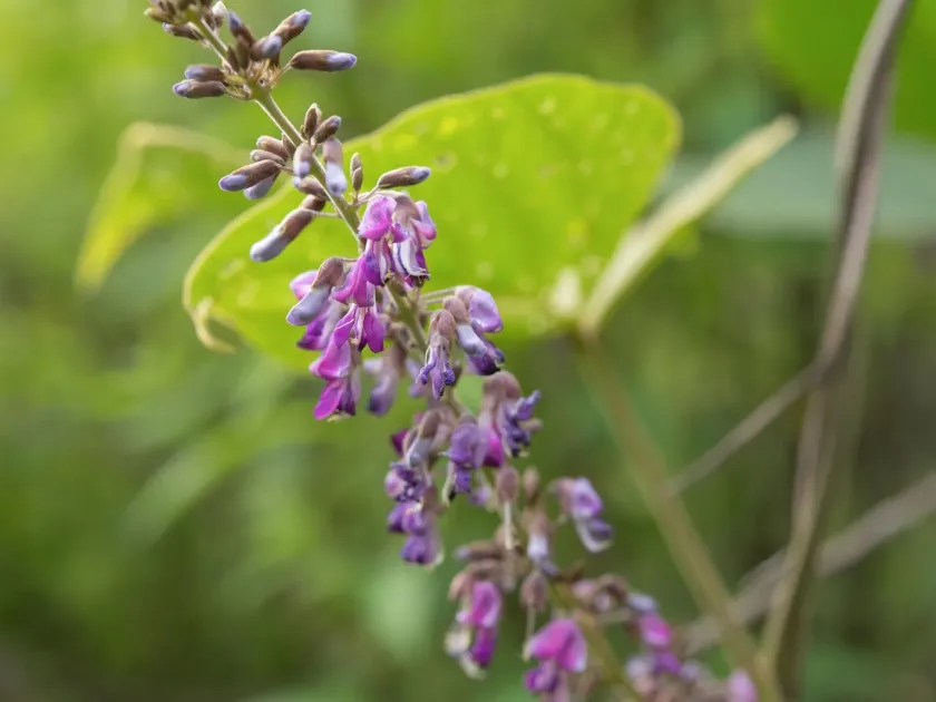 Pueraria peduncularis