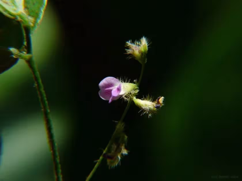 Teramnus mollis