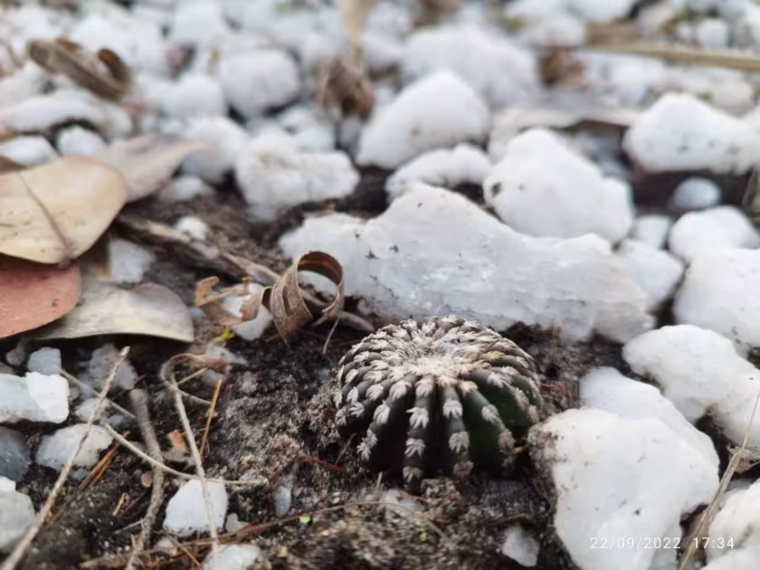 Discocactus horstii