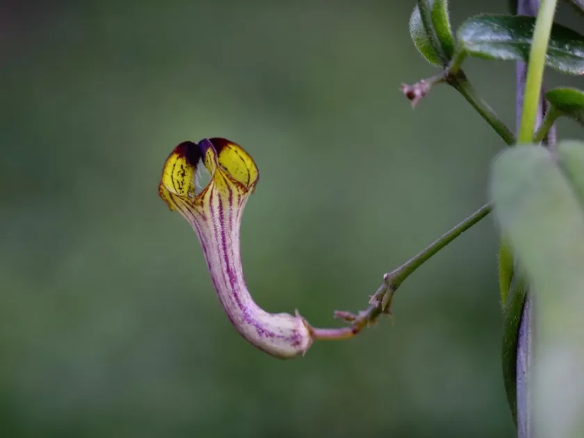 Ceropegia racemosa