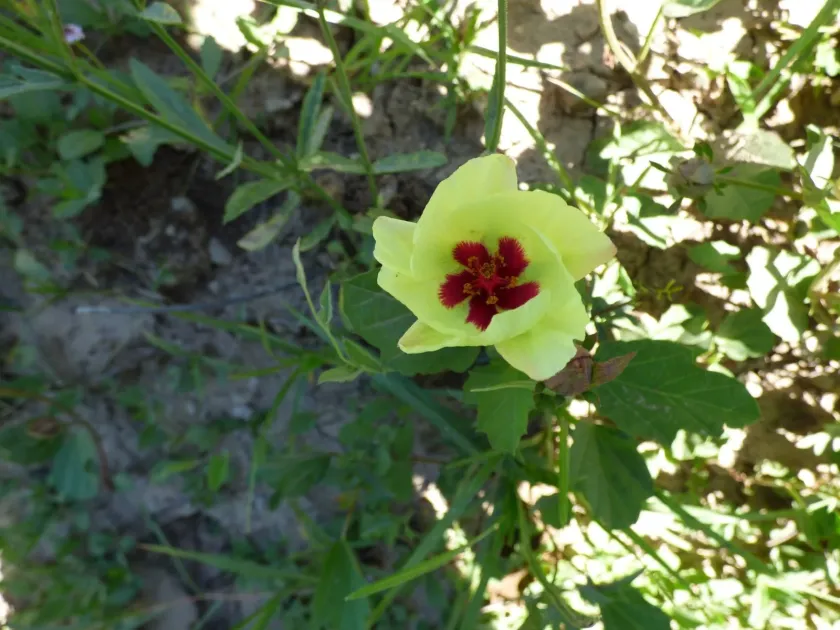 Cienfuegosia drummondii