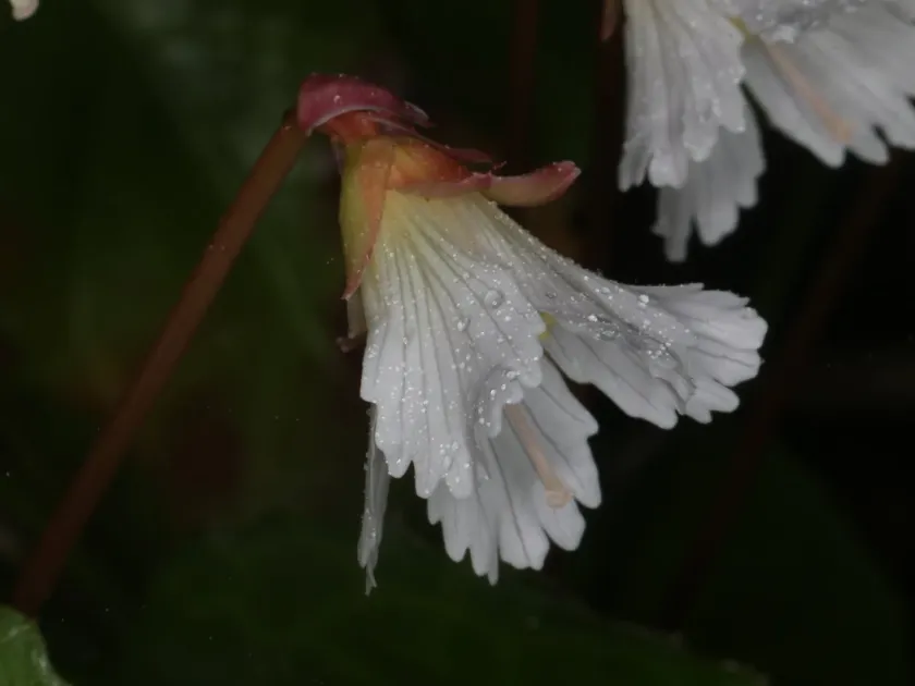 Oconee bells