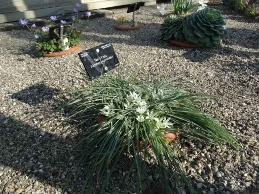 Snow star