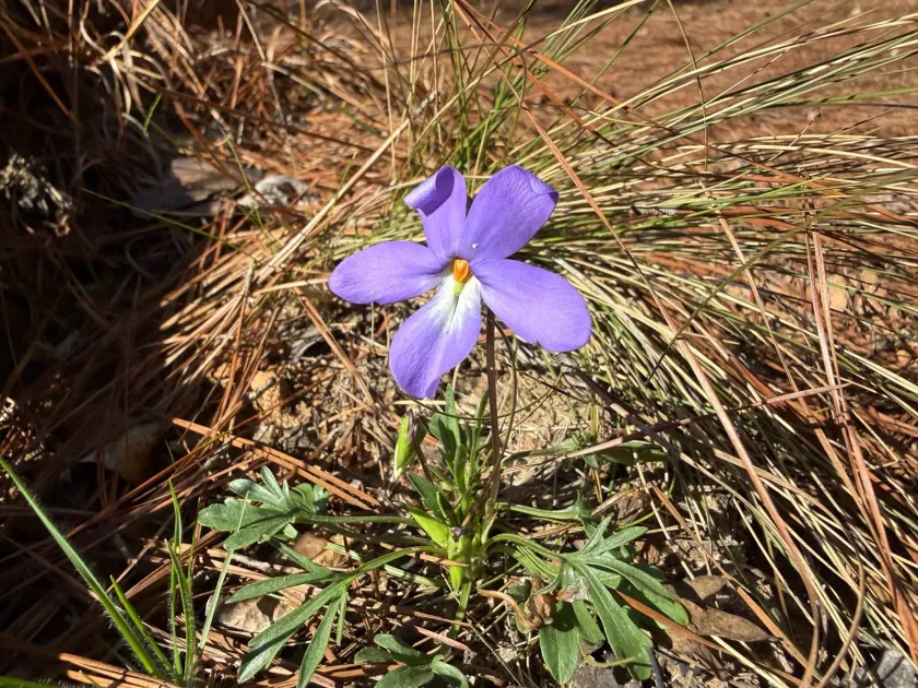 Bird's-foot violet