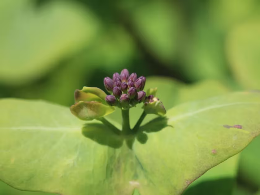 Etruscan honeysuckle