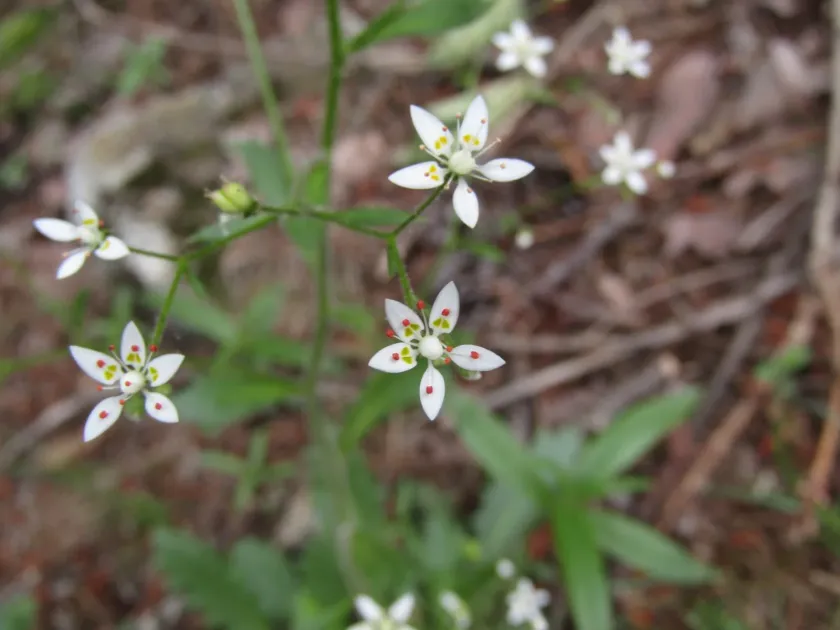 Michaux's saxifrage
