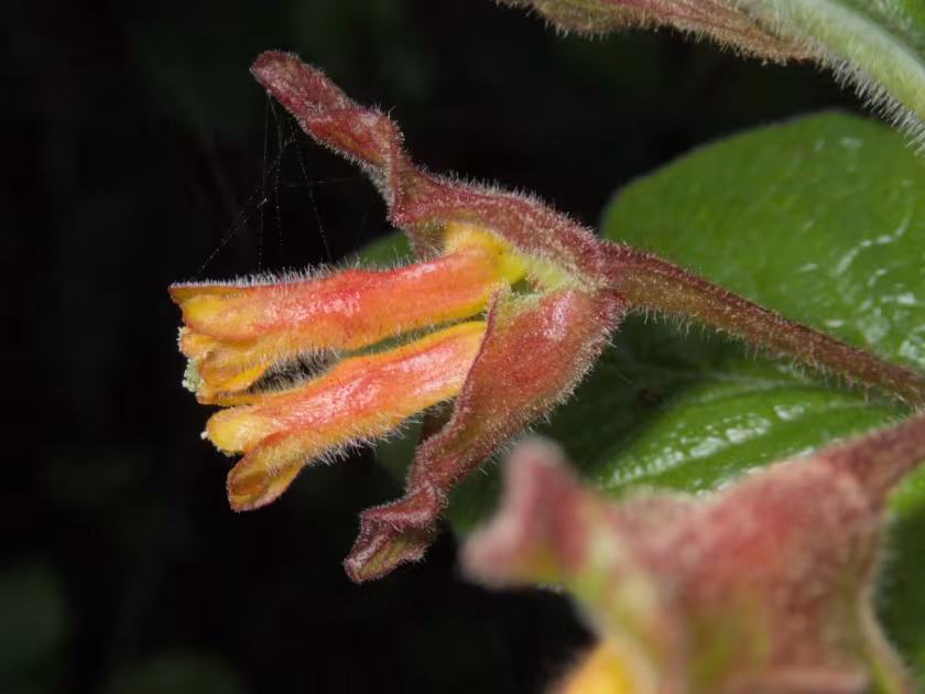 Bearberry honeysuckle