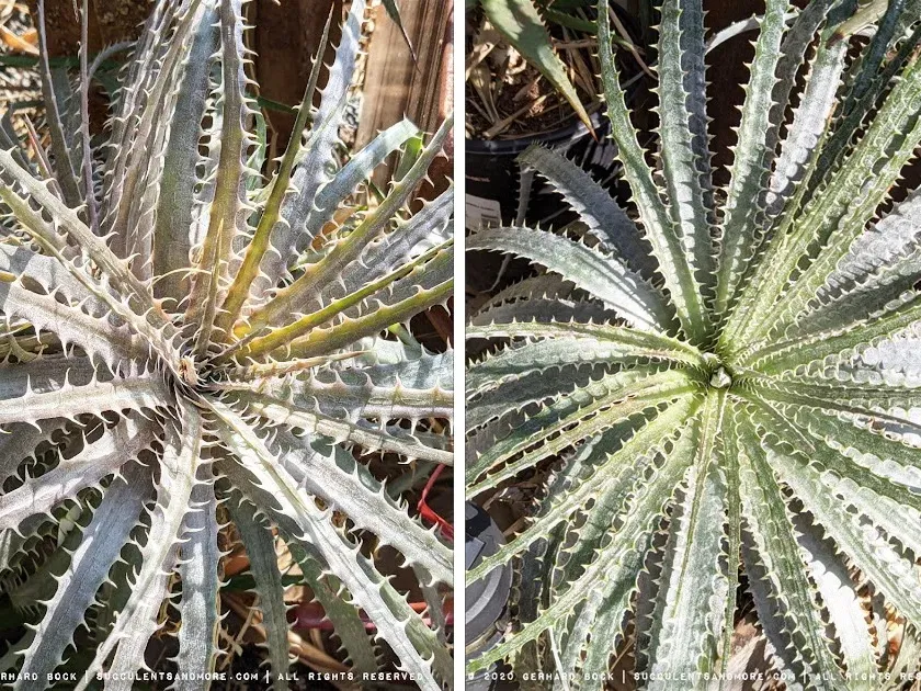 Hechtia glauca