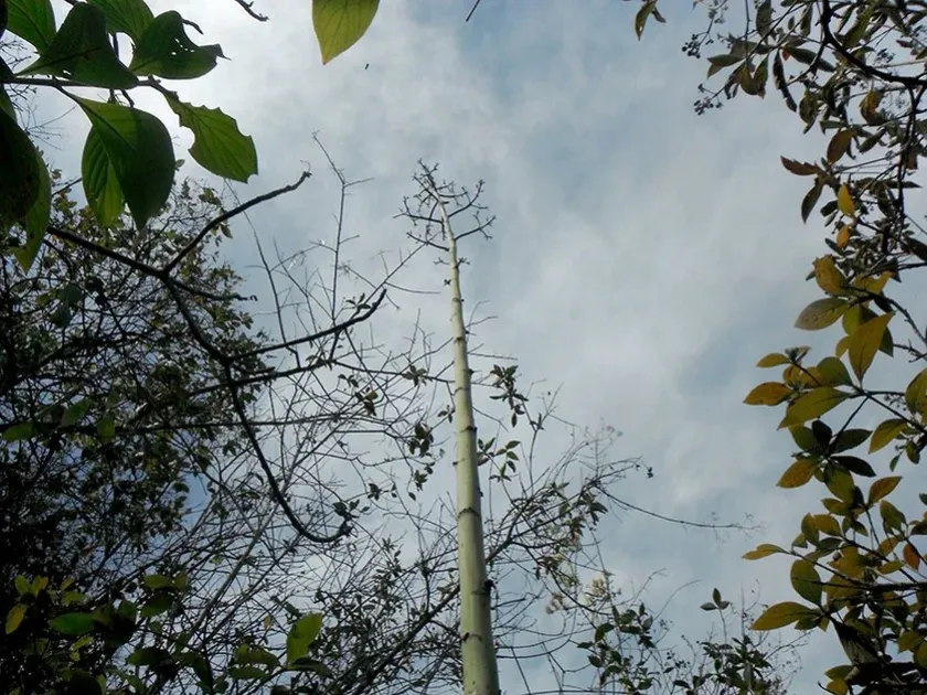 Agave cocui