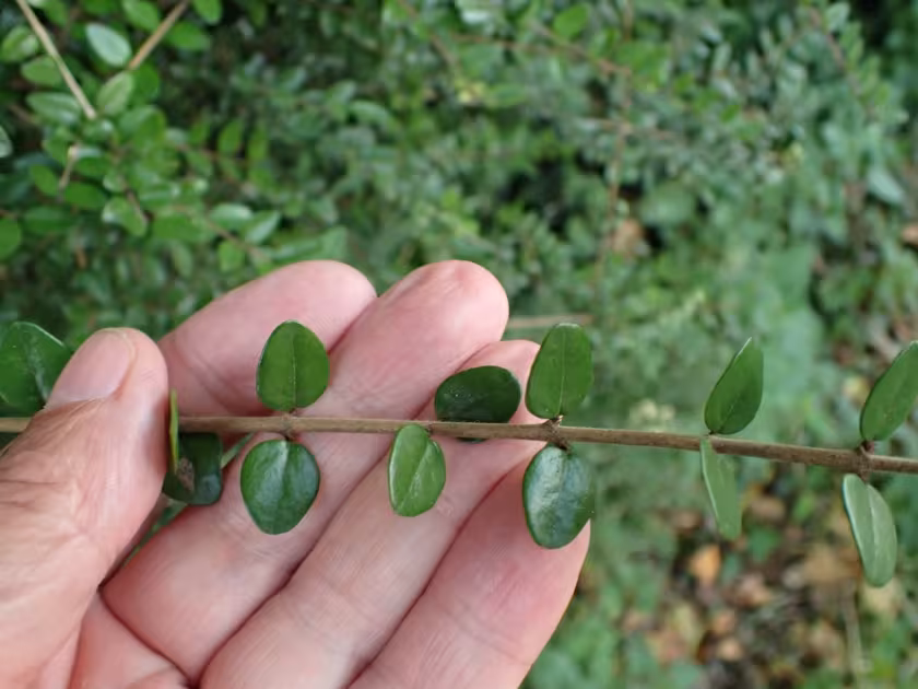 Wilson's honeysuckle