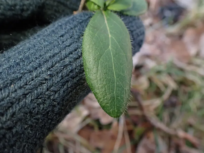 Honeysuckle