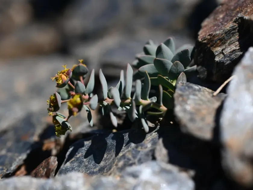 Nevada spurge