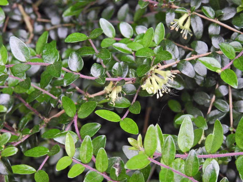 Box-leaved honeysuckle