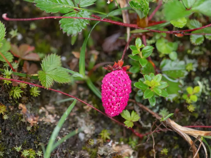Dalton's strawberry