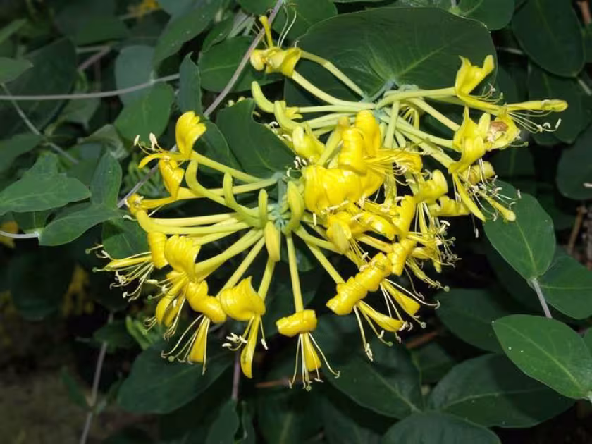 Chinese honeysuckle