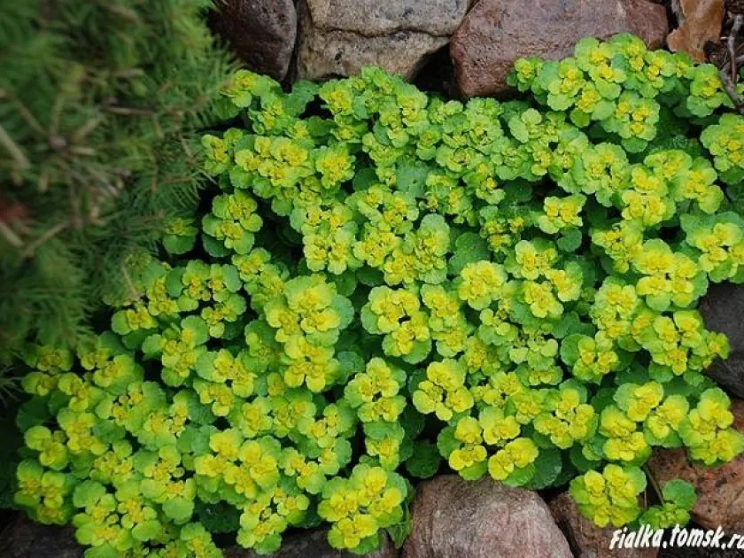 Griffith's golden-saxifrage