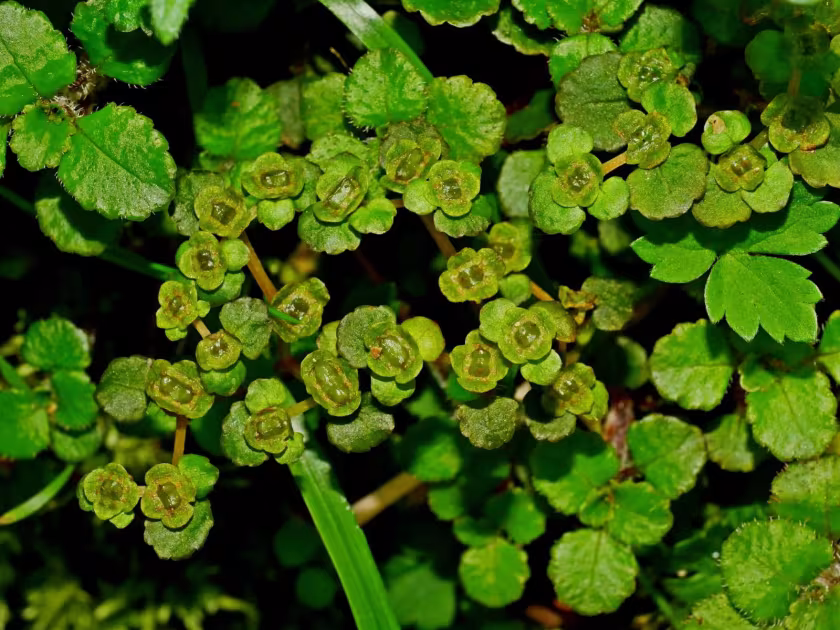 Woolly golden-saxifrage