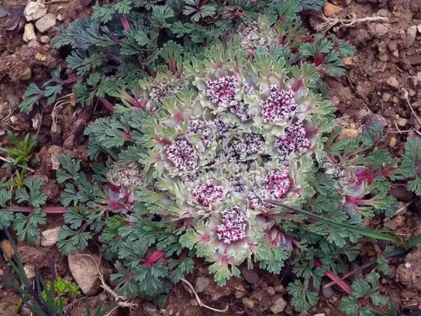 Nepal golden-saxifrage