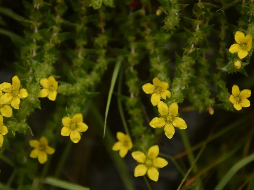 Saxifraga brachypoda