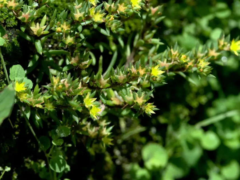 Sedum multicaule