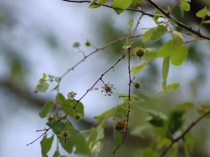 Anogeissus acuminata
