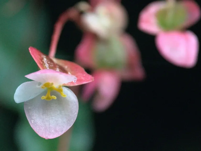 Begonia dioica