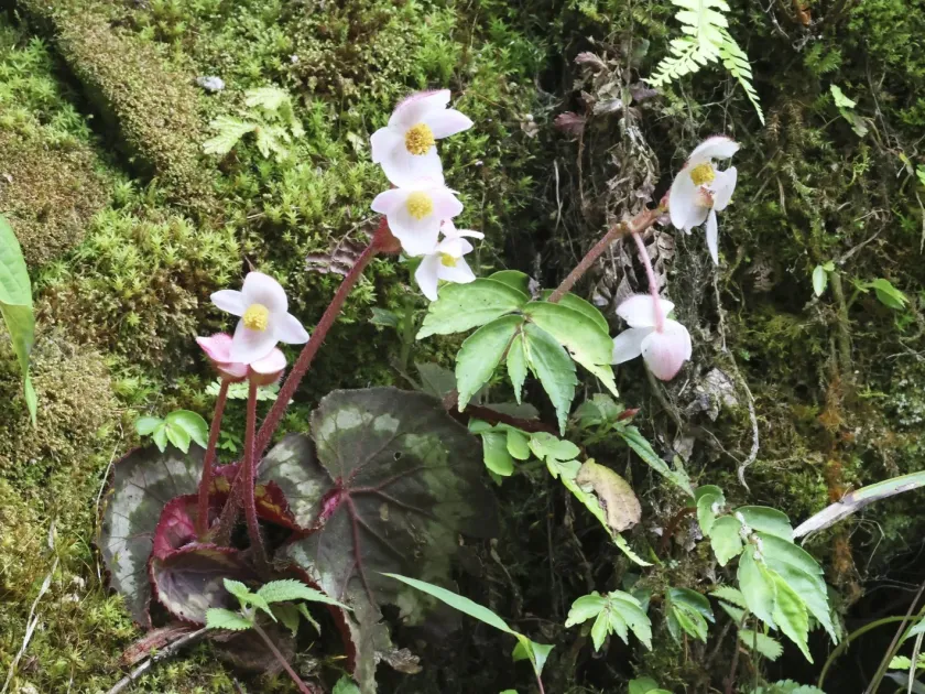 Begonia annulata