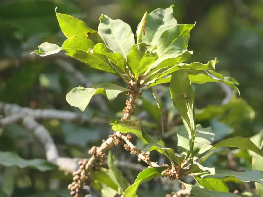 Myrsine capitellata