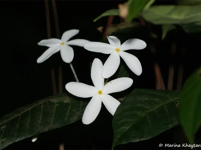Kopsia pauciflora