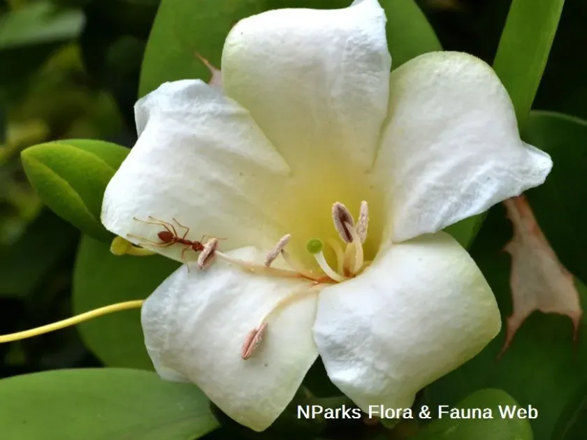 Fagraea splendens