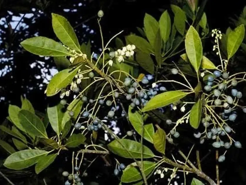 Elaeocarpus pedunculatus
