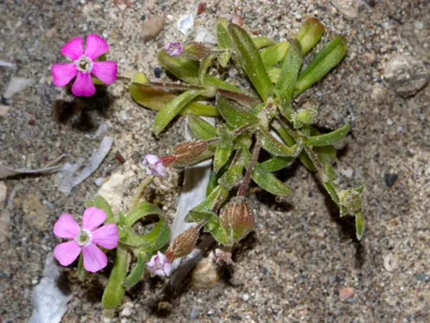 Arenaria fragillima