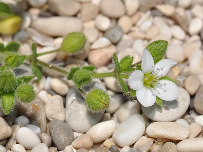 Arenaria leucadia